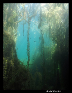 Ambiance de nos lacs! by André Bruchez 